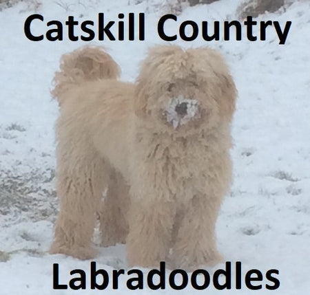 Catskill Country Labradoodles